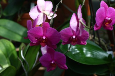 Mor orkide çiçekleri