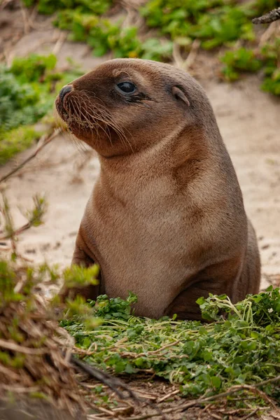 Avustralya deniz aslanı yavrusunun yakın plan portresi.
