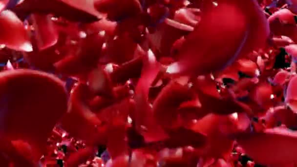 花弁が爆発する。多くの花びら爆発の3D現実的なアニメーション — ストック動画