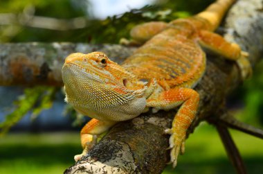 Hipo deri sakallı bir dal üzerinde tünemiş Dragon