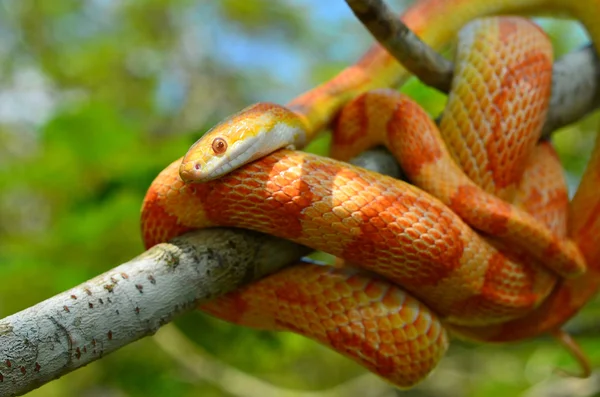 Amel Motley Corn Snake wrapped around a branch — Stock Photo, Image