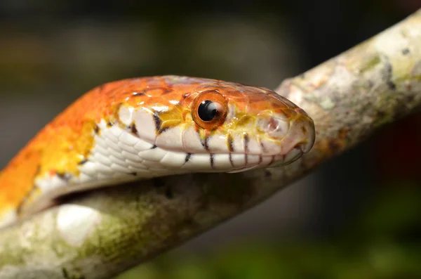 Sunkissed maïs Snake dicht schalen oog en detail Rechtenvrije Stockfoto's