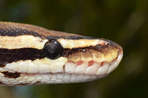 Bal Python Snake dicht vuur opwaarts oog en detail schalen Stockafbeelding