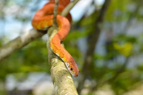 Sunkissed maïs Snake gewikkeld rond een branch Rechtenvrije Stockfoto's