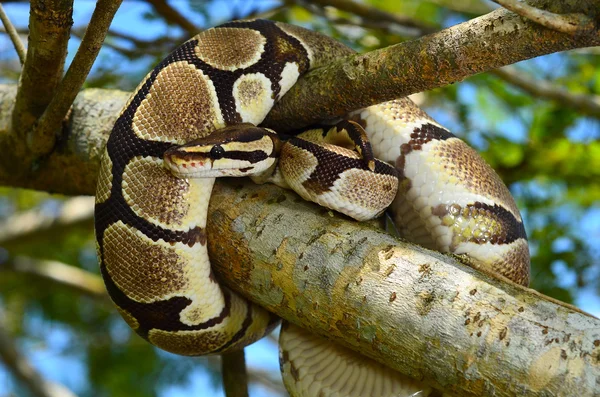 Brand bal Python Snake gewikkeld rond een branch Stockfoto
