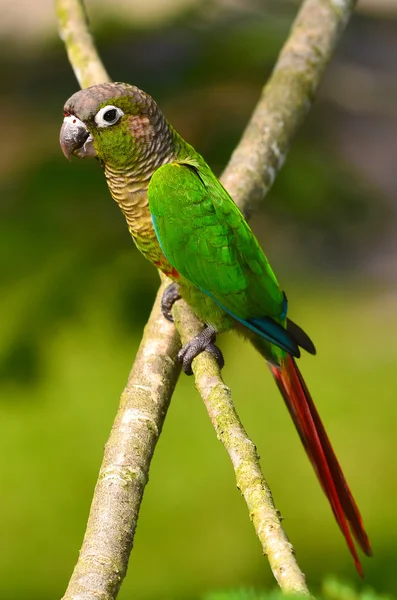 Зелений папуга щоку сидить на гілці Стокове Фото