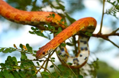 Sunkissed Corn Snake wrapped around a branch clipart