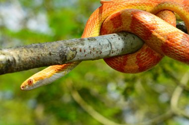 Amel Motley Corn Snake wrapped around a branch clipart
