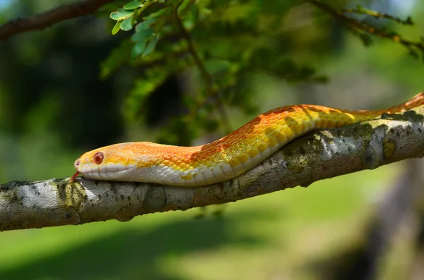 Amel Motley Corn Snake wrapped around a branch — Stock Photo, Image