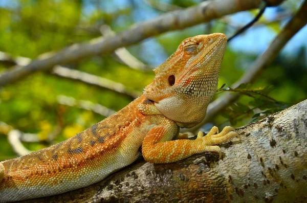 Hypo Leatherback Vousatý Drak sedící na větvi — Stock fotografie