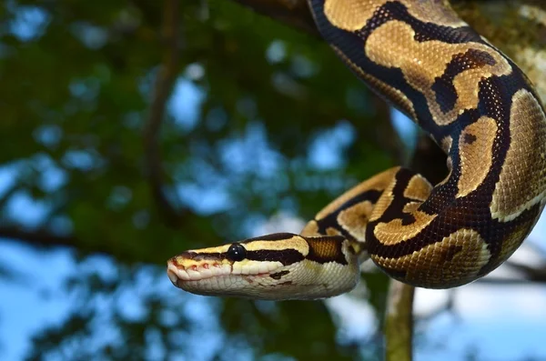 Brand bal Python Snake gewikkeld rond een branch Stockfoto
