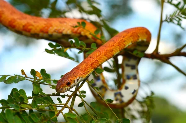 Sunkissed maïs Snake gewikkeld rond een branch Stockfoto