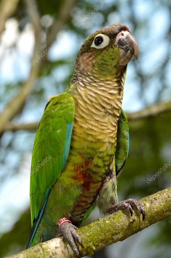 Green Cheek Conure perched on a branch — Stock Photo