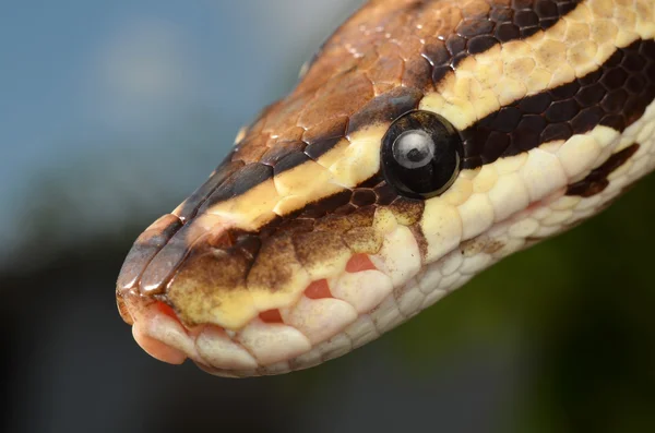Bal Python Snake dicht vuur opwaarts oog en detail schalen Rechtenvrije Stockafbeeldingen