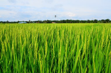 Sakin rüzgarlar Paddy alanında üfleme