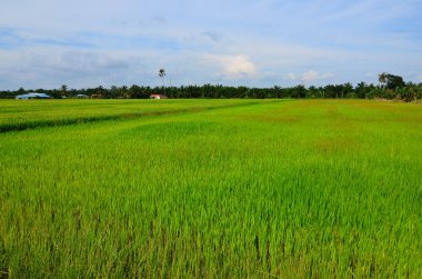 Sakin rüzgarlar Paddy alanında üfleme
