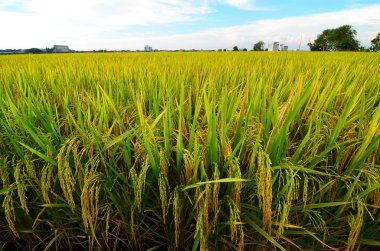 Sakin rüzgarlar Paddy alanında üfleme
