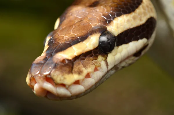 Feuerball Pythonschlange Nahaufnahme Auge und Detailschuppen — Stockfoto
