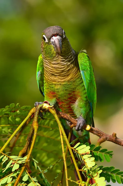Green Cheek Conure empoleirado em um ramo — Fotografia de Stock