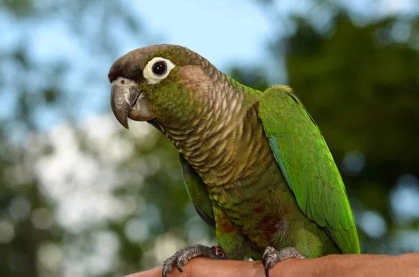 Green Cheek Conure empoleirado em um ramo — Fotografia de Stock