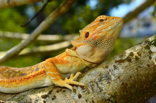 Hypo Leatherback Bearded Dragon perched on a branch