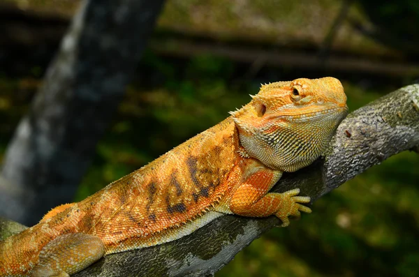 Hypo Leatherback Bearded Dragon сидел на ветке — стоковое фото