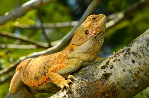 Hypo Leatherback Bearded Dragon perched on a branch