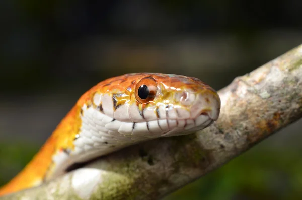 Sunkissed Corn Snake nära skalor upp ögat och detalj — Stockfoto