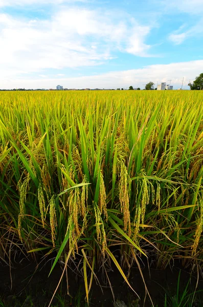 Ventos calmos soprando no campo de arroz — Fotografia de Stock