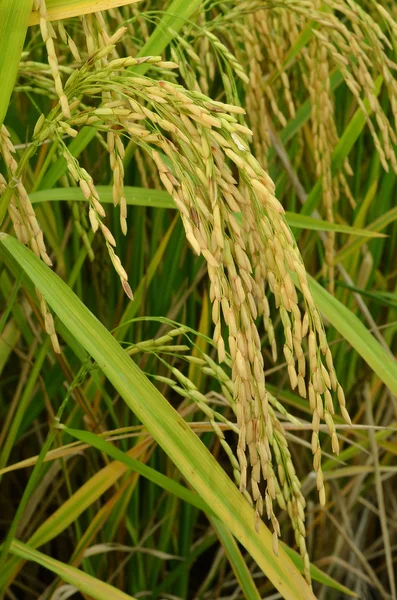 成熟的稻子稻田靠拢 — 图库照片
