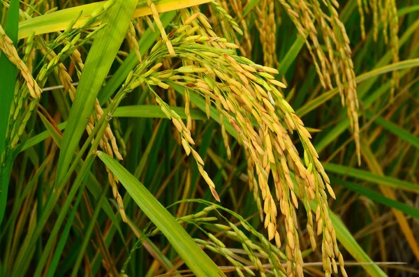 Primer plano del arroz maduro en el arrozal — Foto de Stock