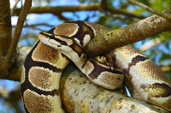 Brand bal Python Snake gewikkeld rond een branch Rechtenvrije Stockafbeeldingen