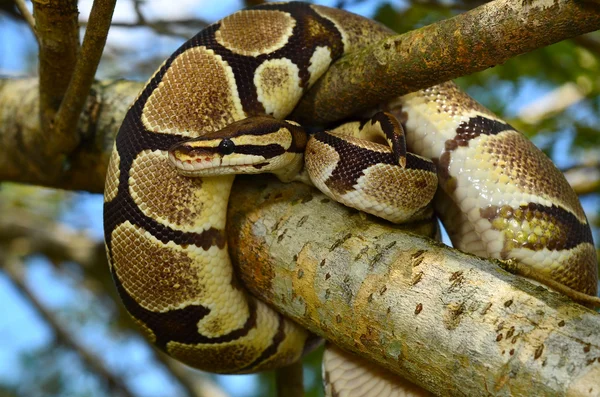 Brand bal Python Snake gewikkeld rond een branch Rechtenvrije Stockafbeeldingen