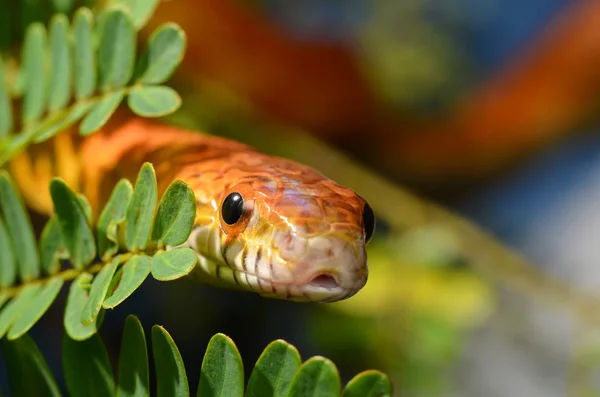 Sunkissed maïs Snake dicht schalen oog en detail Rechtenvrije Stockfoto's