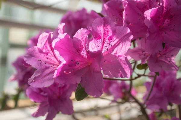 Blooming Pink Azalea Flowers Close Botanical Garden Delightful Purple Azalea — Stock Photo, Image
