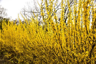 İlkbaharda sarı forsythia dalı süslemeli bir yaprak döken çalıdır. Forsythia çiçekleri. Altın çan, Bahar Bahçesi 'nde açan Forsythia sınırı. Yumuşak odaklı ve bulanık.