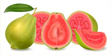 Gerçekçi illüstrasyon guava. Yapraklı taze guava, yarım guava ve beyaz arka planda izole edilmiş bir dilim. Kan basıncını düşürebilir, kolesterolü düşürebilir, vücut bağışıklığını arttırabilir. Psidyum guajava.