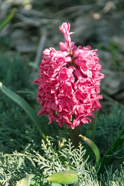 春の庭に咲くピンクのヒヤシンスの花 — ストック写真