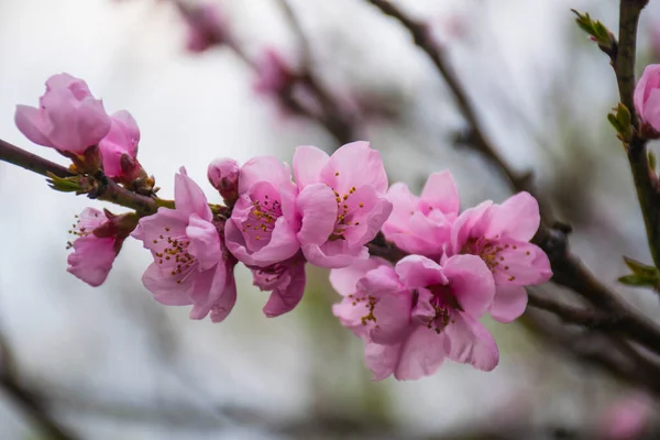 Mooie Bloeiende Kersentakken Voorjaar Bloeiende Sakura Kersenbloesem Tak Selectieve Focus — Stockfoto