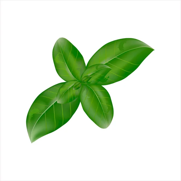 Green Fine Leaved Basil Fresh Organic Basil Leaves Close Isolated — Stock Photo, Image