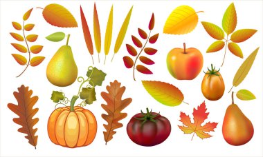 Sonbahar yaprakları, balkabağı ve elma vektör çizimleri. Bir ağaçtan orman yaprakları topluyorum. Kartpostal tasarımı için bitkiler. Beyaz bir arkaplanda renkli parlak çizimler. Sonbahar hasadı.