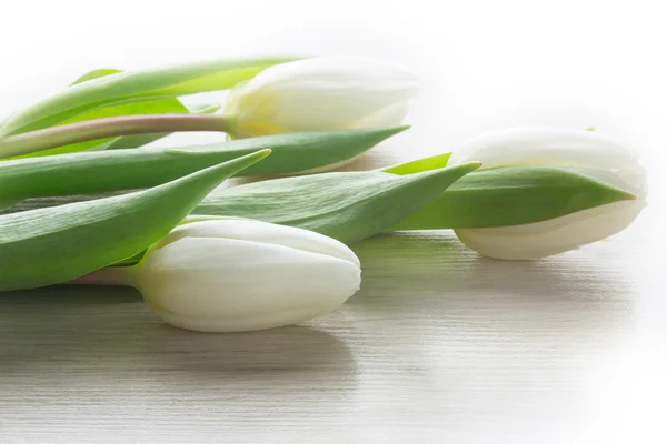 Белые тюльпаны на дереве — стоковое фото