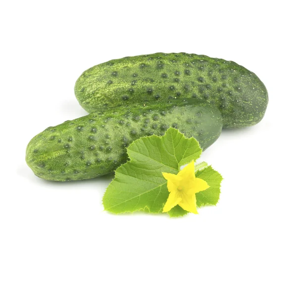 Green  organik Cucumber — Stock Photo, Image