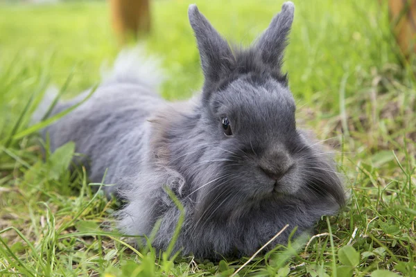 Pluizig grijze konijn op het gras — Stockfoto