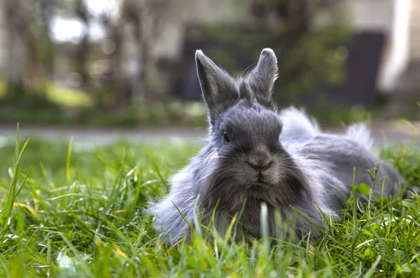 Pluizig grijze konijn op het gras — Stockfoto