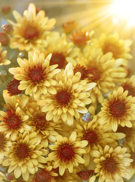 Flores de otoño soleadas, fondo natural — Foto de Stock