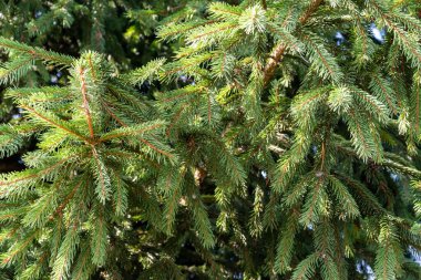 Taze ve yeşil ladin dalları. Kozalaklı ağaçların çeşitliliği.