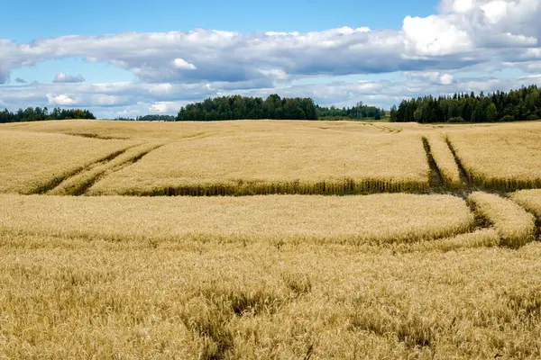 Paisagem de campo de amadurecimento de trigo em um dia de verão ensolarado. — Fotografia de Stock