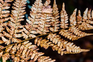 Sonbaharda yaprakları solan bir dal. Renkli arkaplan.