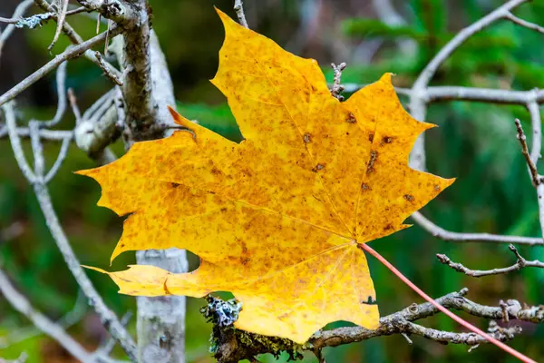 Yellow maple leaf on the dry bare branch in the forest at autumn. — Stock Photo, Image